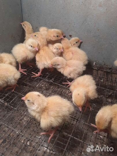 Суточные перепелята