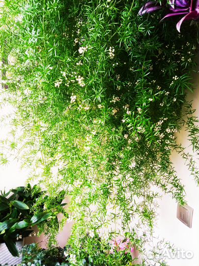 Алоказия Зебрина и Макрориза, Аспарагус Шпренгера