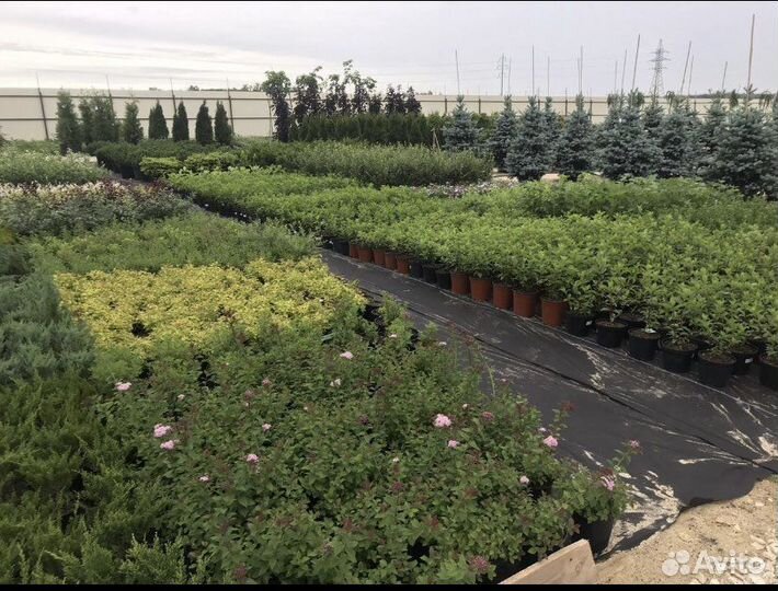 Разнорабочий/Садовник