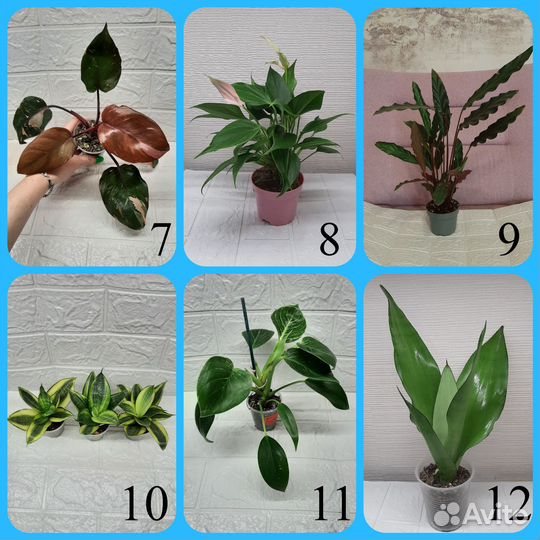 Домашние растения