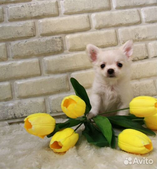 Щенки чихуахуа