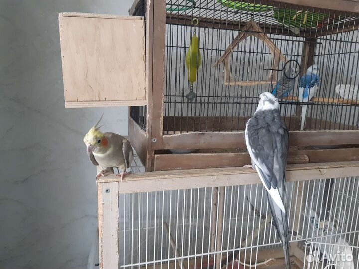 Пара корелл