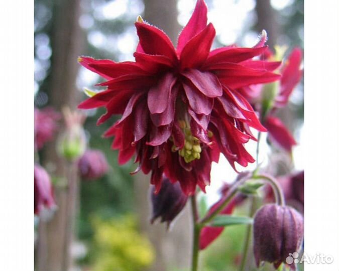 Аквилегия обыкновенная Ruby Port