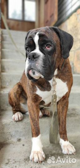 Боксер. Знакомство