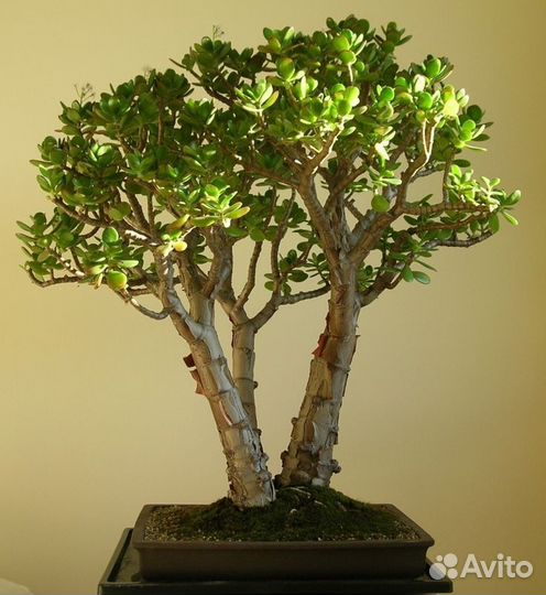 Крассула овата