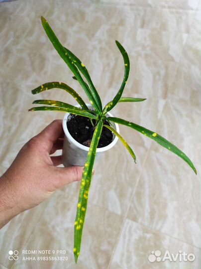 Кодиеум кротон Пиктум Спот