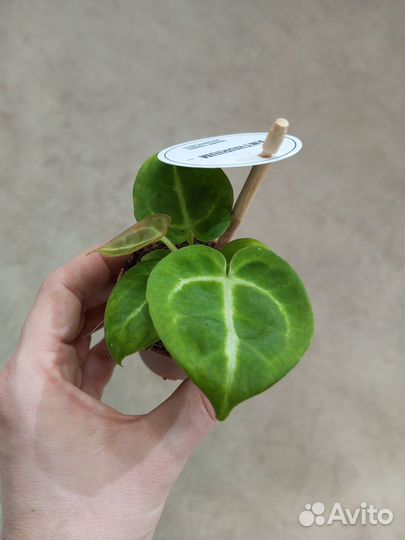 Антуриум Сильвер Блаш