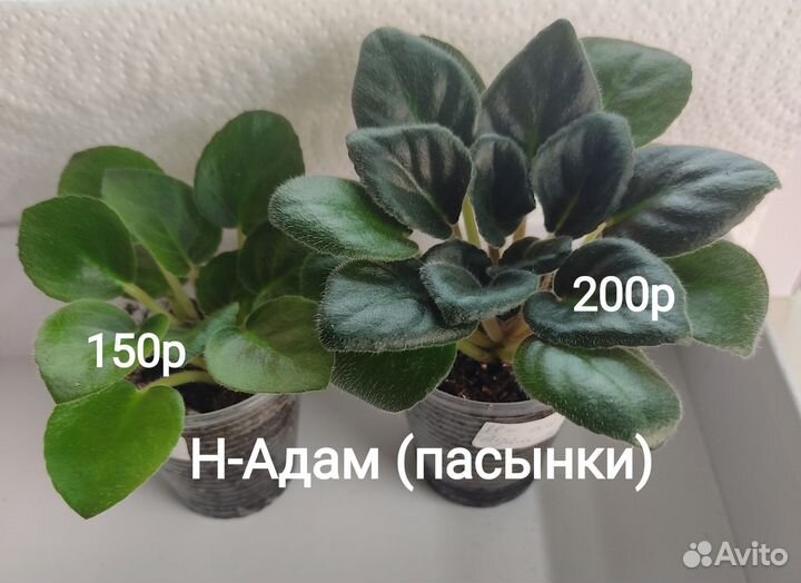 Фиалка Н-Адам (мини)