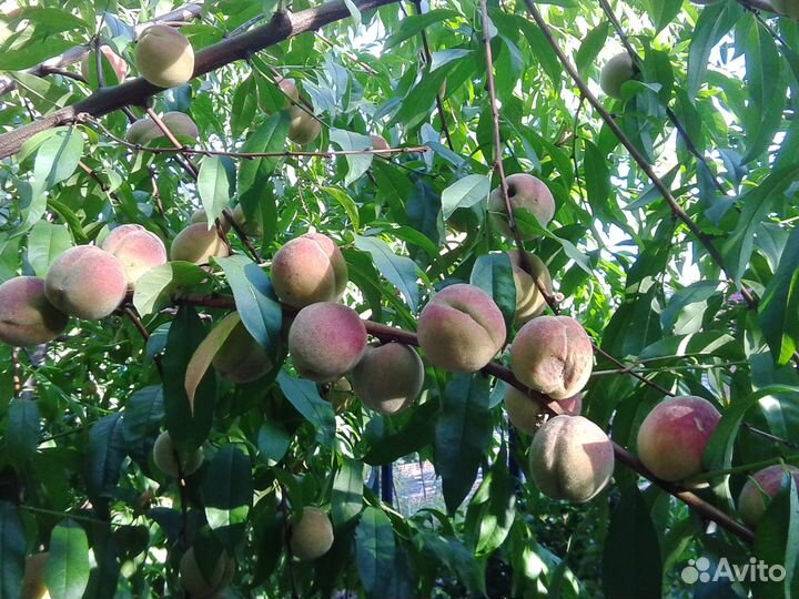 Саженец персика