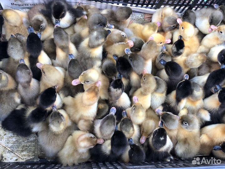 Утята муларды, гуси