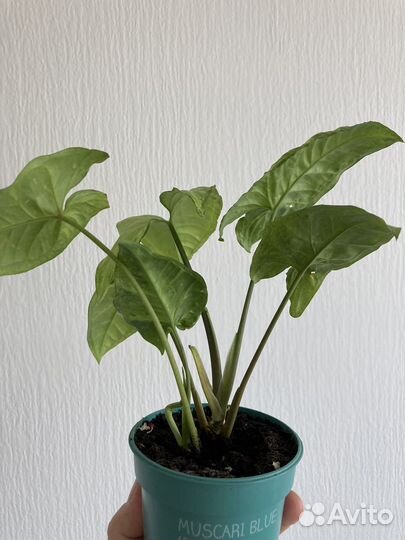 Сингониум White Butterfly