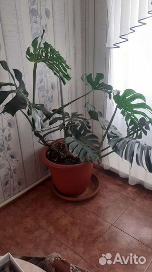 Распродажа