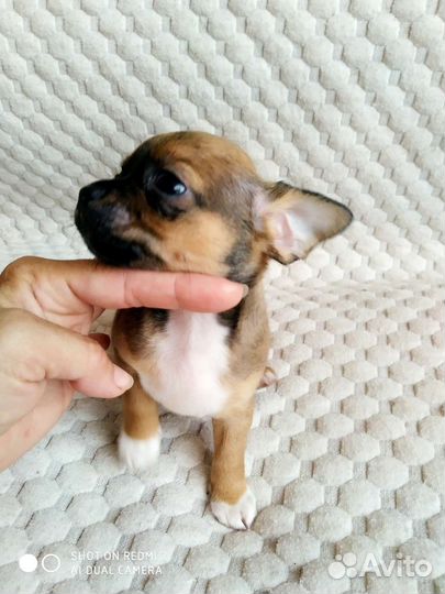 Чихуахуа мальчики РКФ