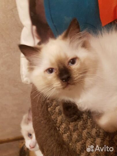 Котята Рэгдолл