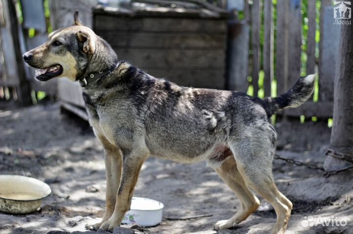 Назар в семью