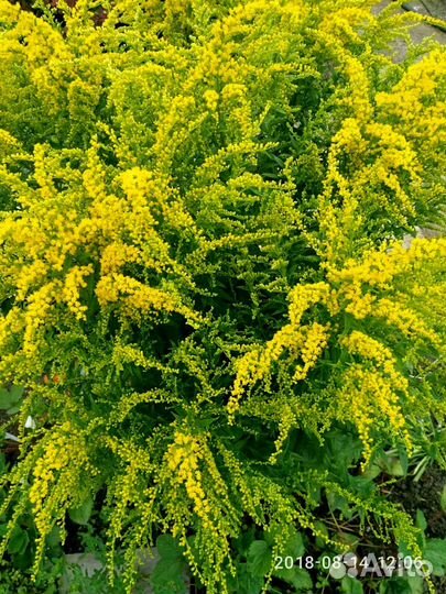 Многолетники высокие