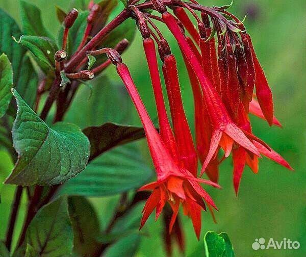 Фуксия Талия