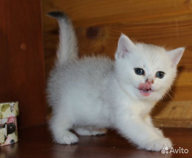 Британцы серебро