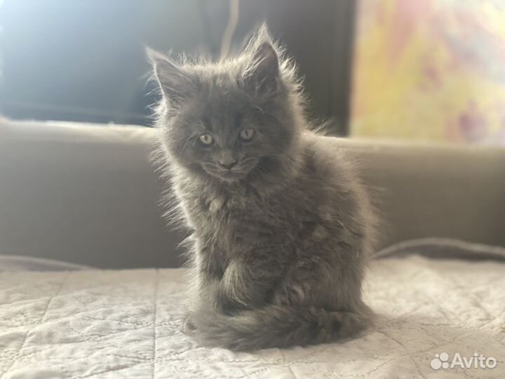 Котята мейн-кун