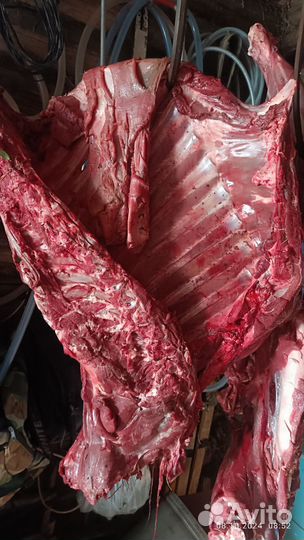 Мясо говядина