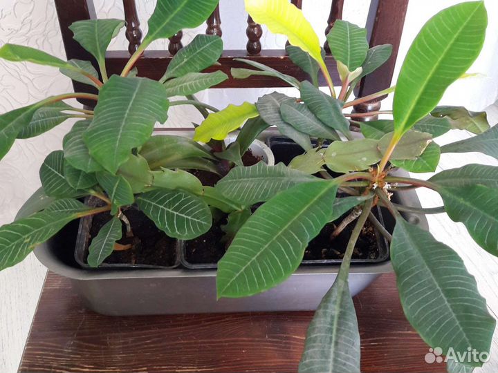 Цветы комнатные разные