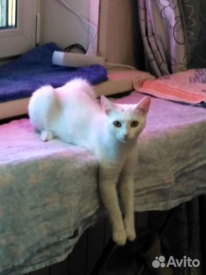 Отдам в хорошие руки