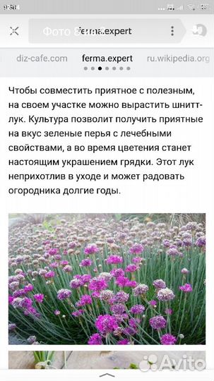 Лук шнитт,мята,хрен,чистотел,душица,чабрец,хмель