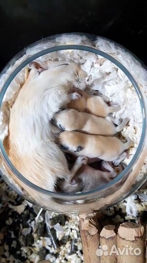 Монгольская песчанка (разноцветные детки)