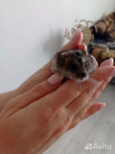 Клетка с приданным и джунгарским хомяком