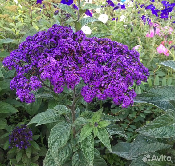 Гелиотроп Укорененные черенки. Перовския рассада