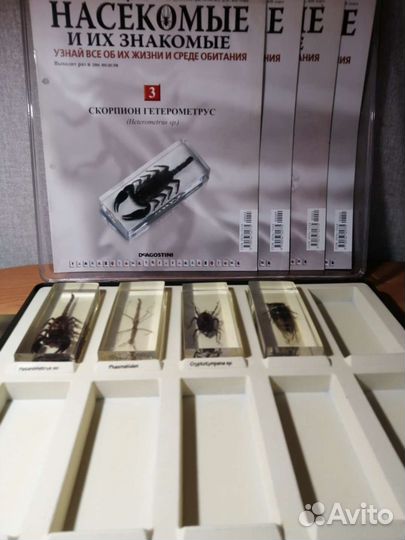 Насекомые и их знакомые