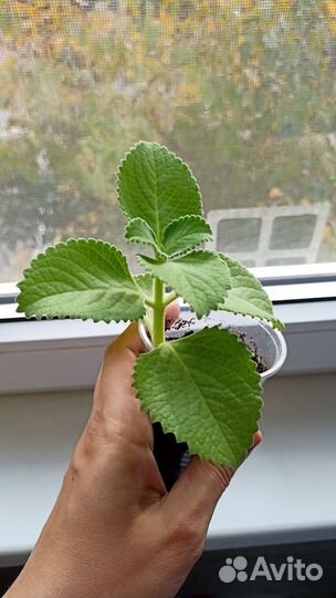 Мята домашняя