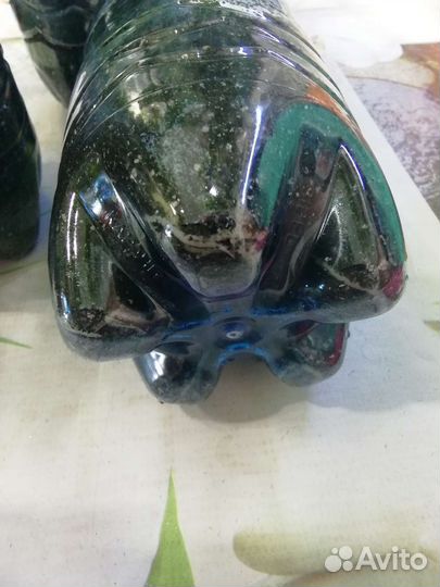 Жасмин Самбак комнатная лиана