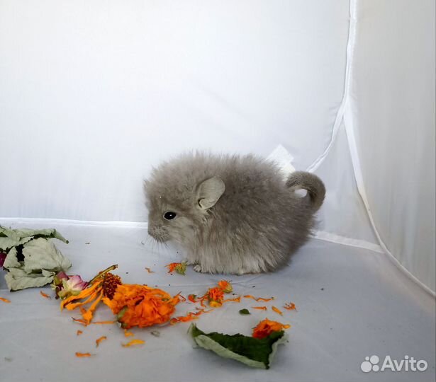 Шиншилла Фиолетовая Ангора