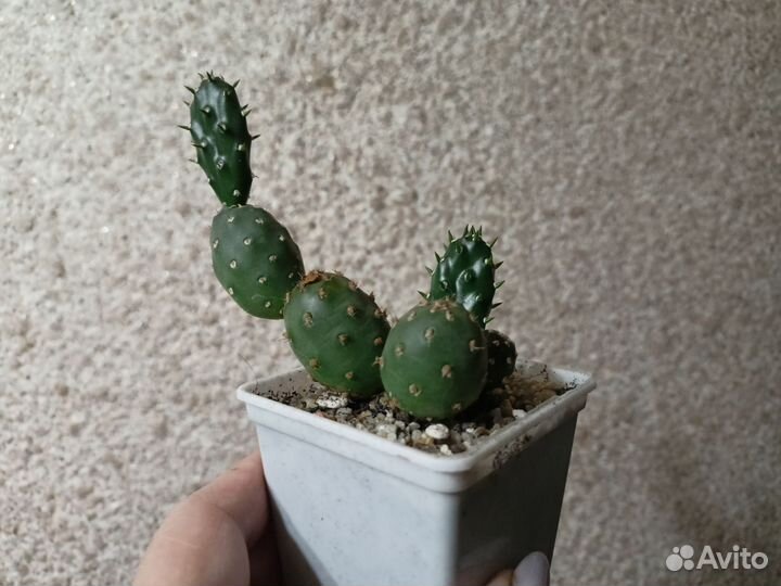 Кактус