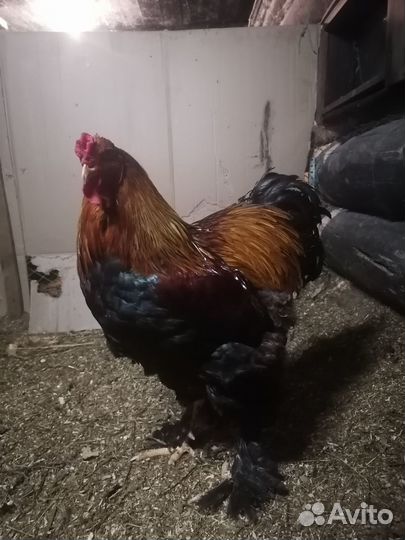 Инкубационное яйцо породистых кур