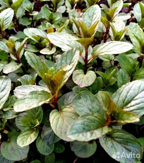 Мята сортовая, 15 сортов