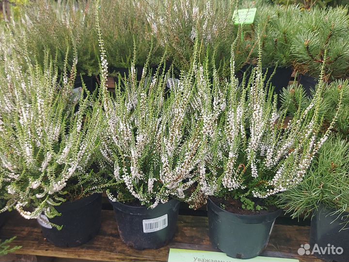 Вереск саженцы