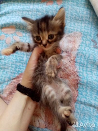 Котята в добрые руки 1 месяц