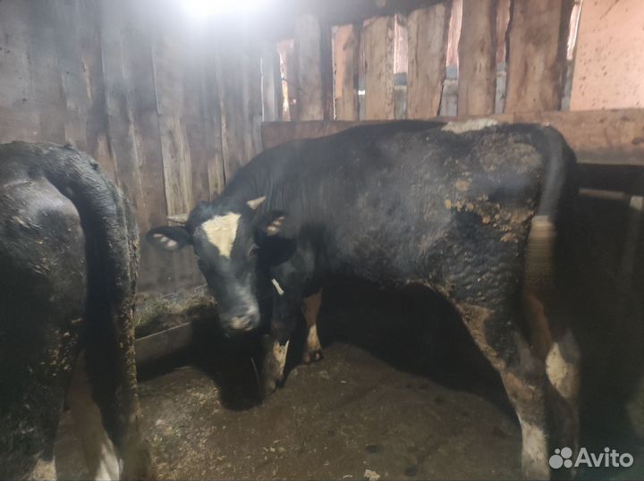 Бык и телка на мясо