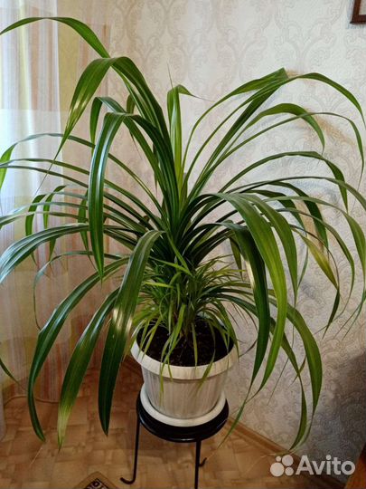 Комнатный цветок панданус (большой)