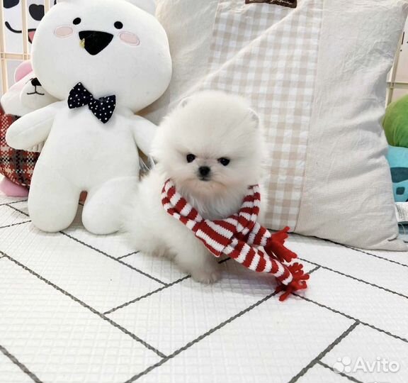 Супер mini шпицы имеется доставка