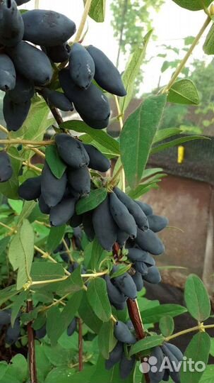 Саженцы и ягоды всех ягодных растений