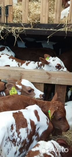 Телята с доставкой до двора за наш счёт