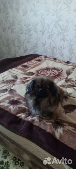 Вязка пекинес