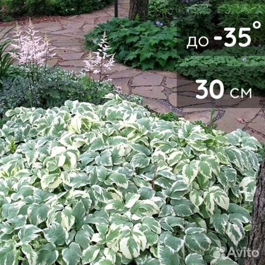 Сныть пестролистная