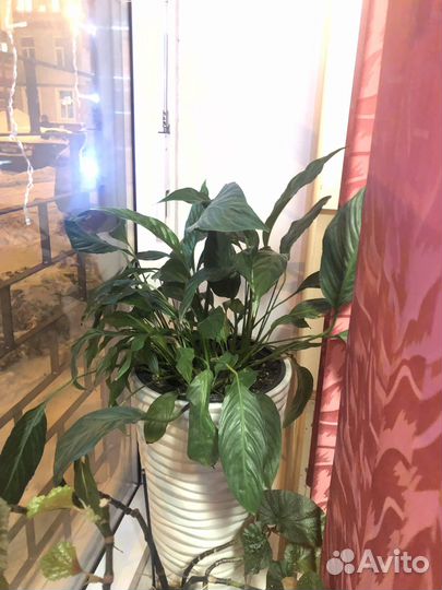 Цветы домашние крупные