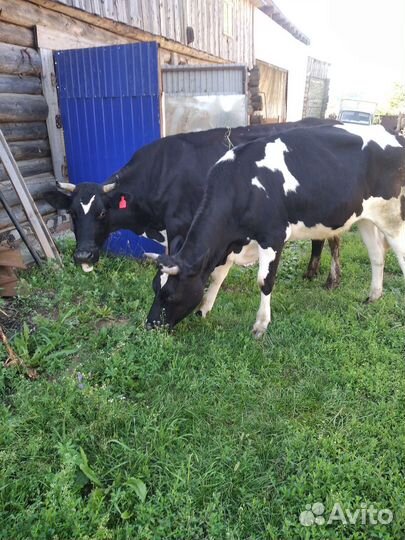 Корова дойная