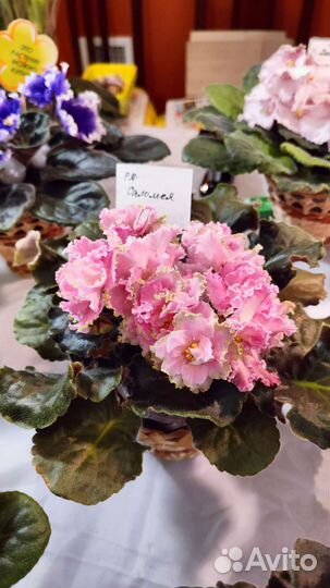 Детки сортовых фиалок