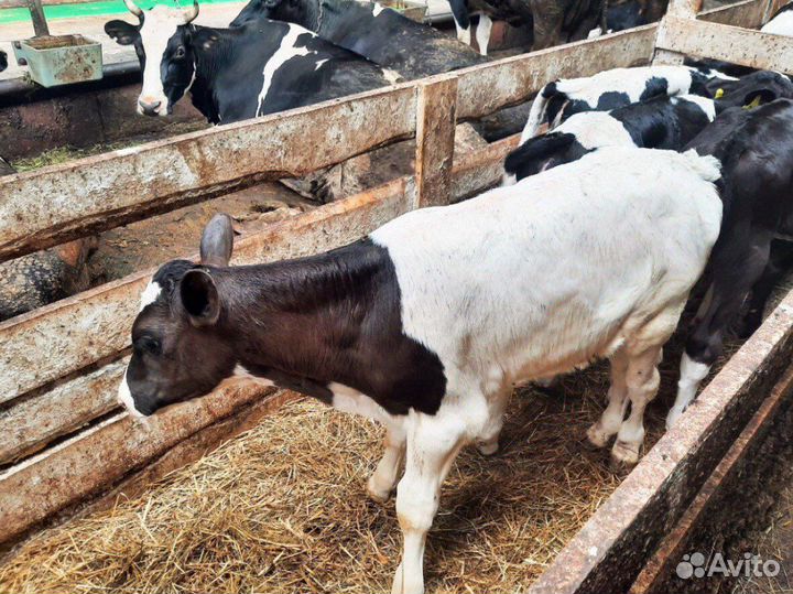 Бычки мясного направления, на откорм и племя